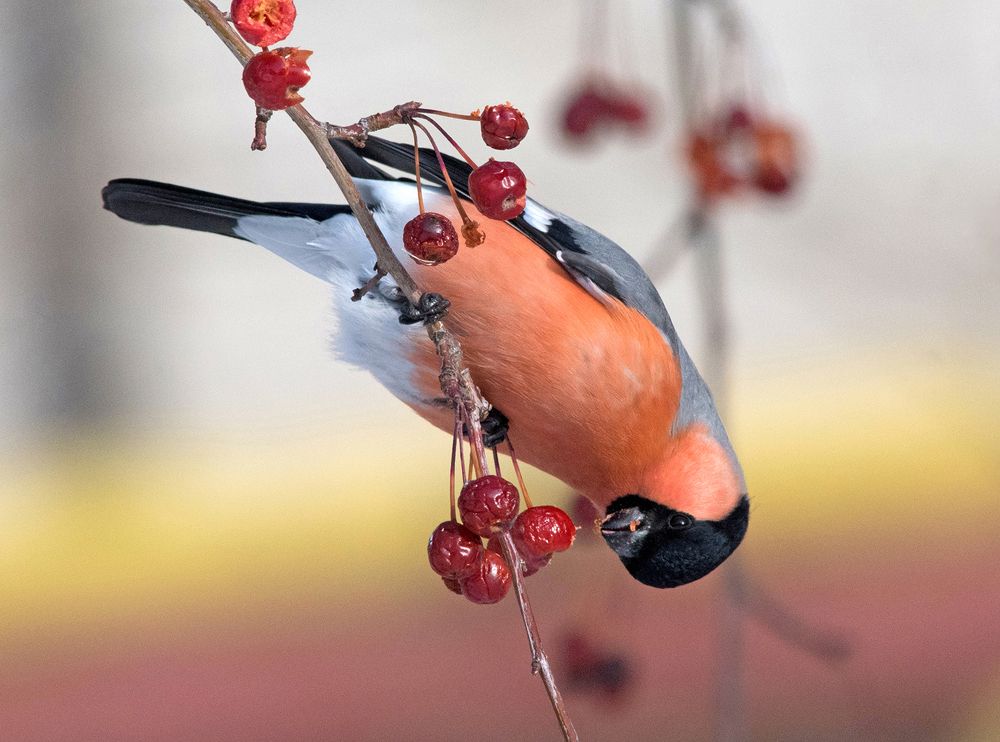 Вкусные ягодки. Снегирь.