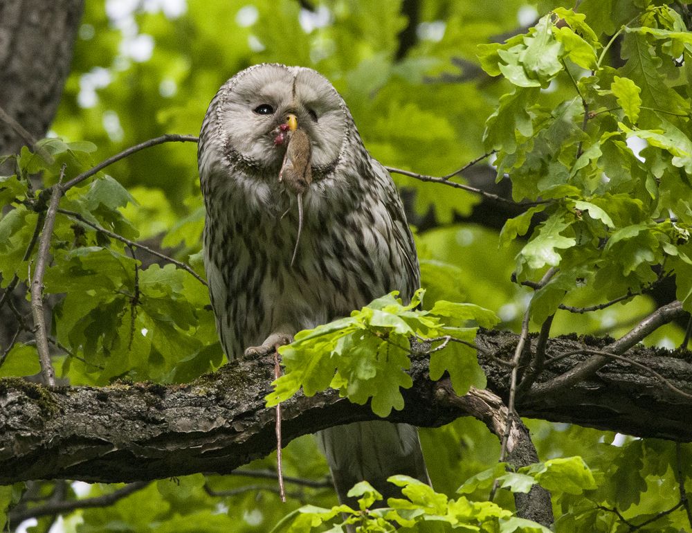 Доброй охоты!