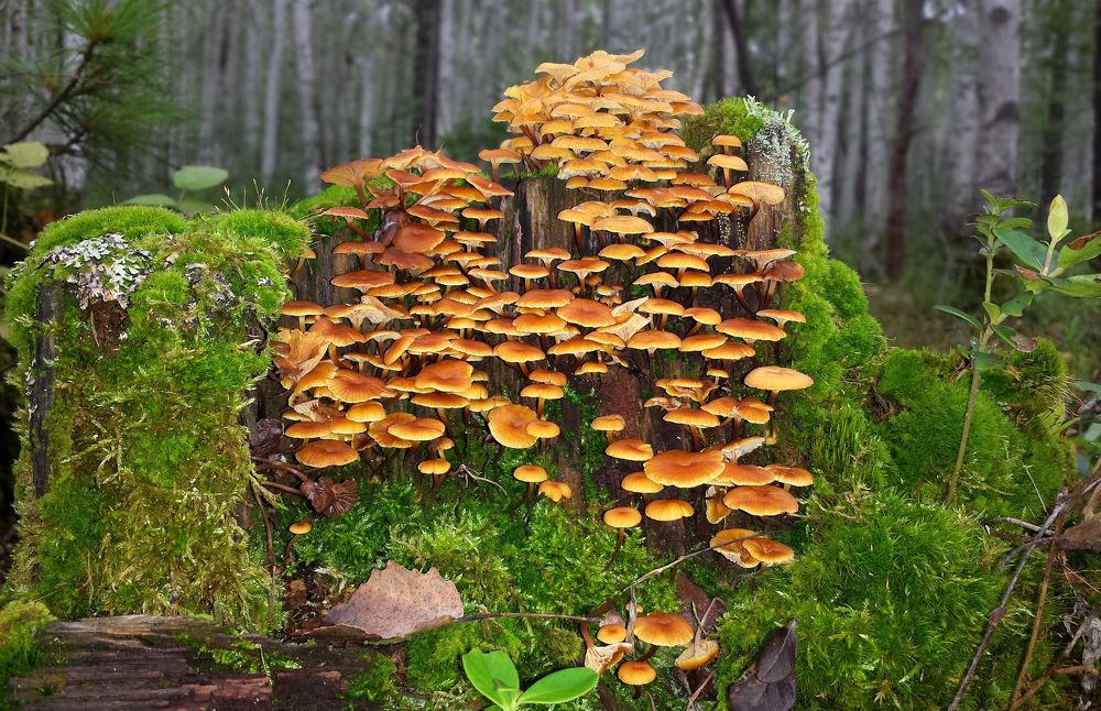 Фотография автора Сергей Сухумский