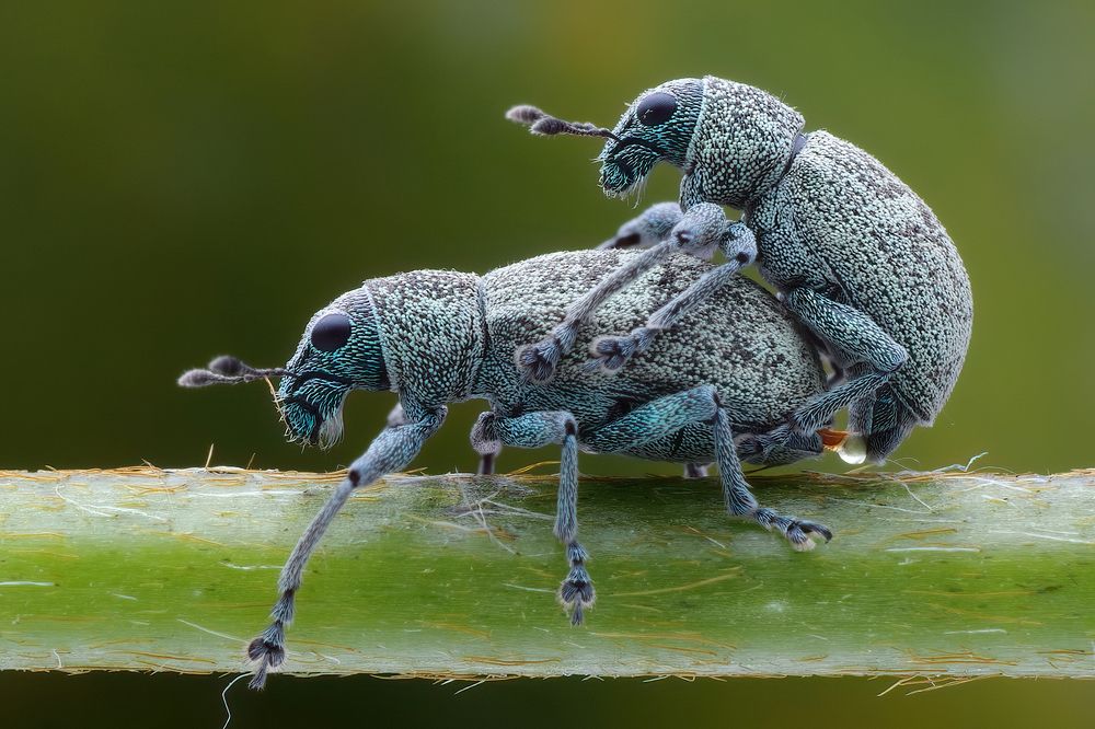 Photograph by Chen-You Li