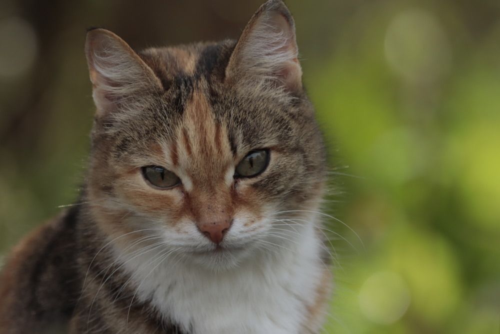 Photograph by Ирина Лисовец