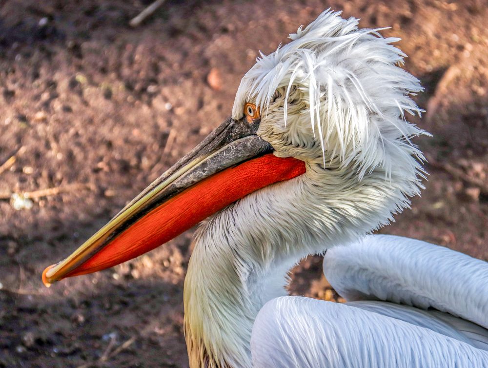 Photograph by Лариса Рулёва