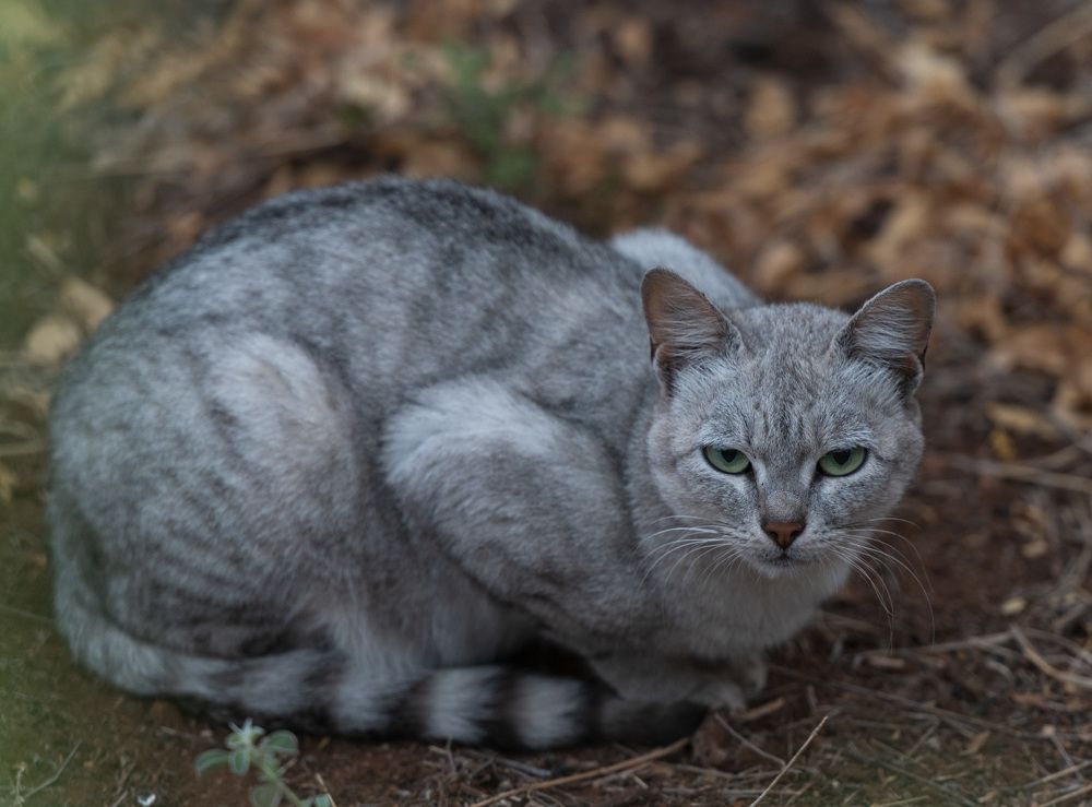 Photograph by Ranjith Kumar