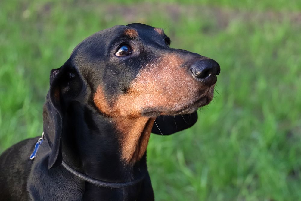 Photograph by Лариса Рулёва