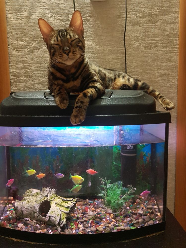 Фотография автора Сергей Чесноков