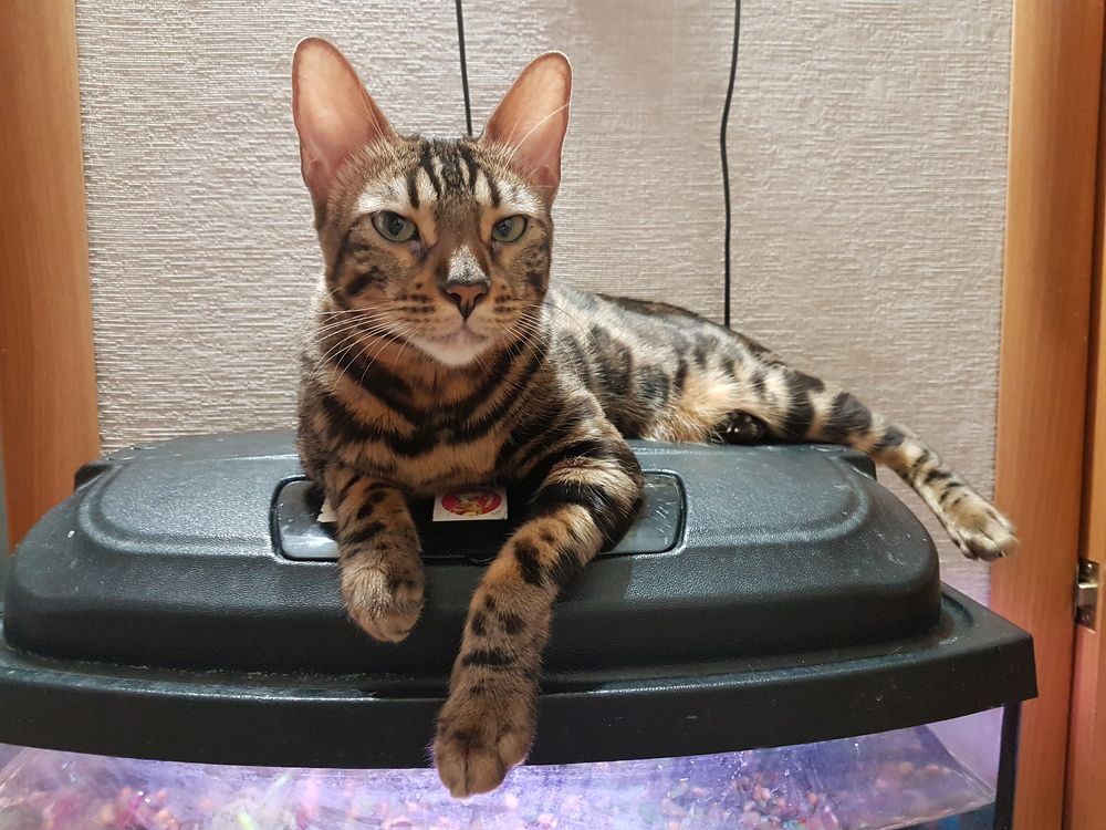 Фотография автора Сергей Чесноков