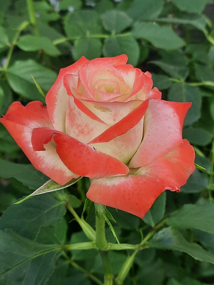 Photograph by Виктор Холодов