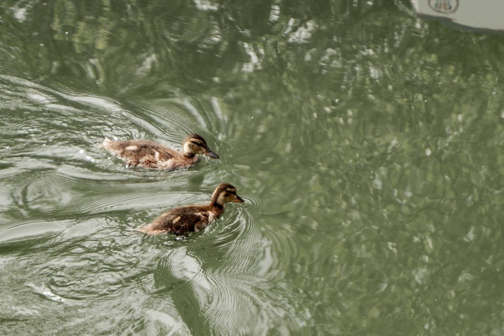 Photograph by Светлана Нестерова