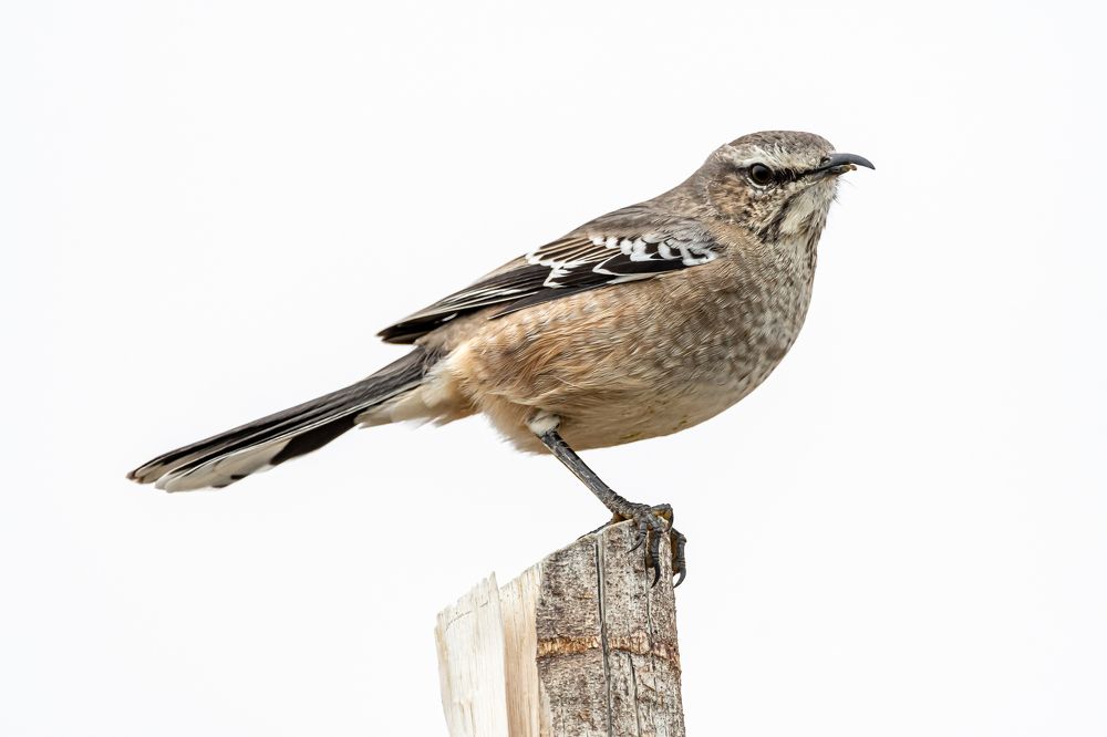 Photograph by Maria Victoria Lopez