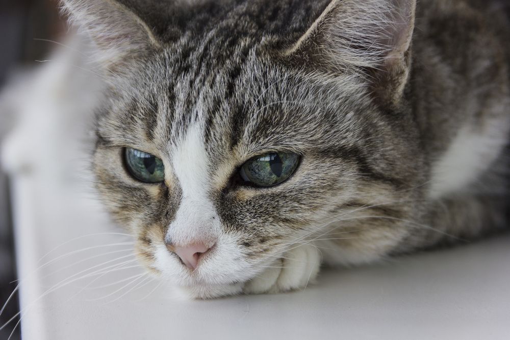 Photograph by Anna Gapanovich