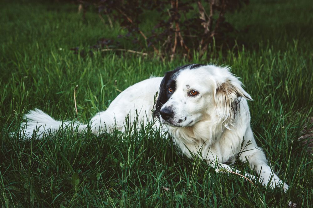 Photograph by Саша Литвин