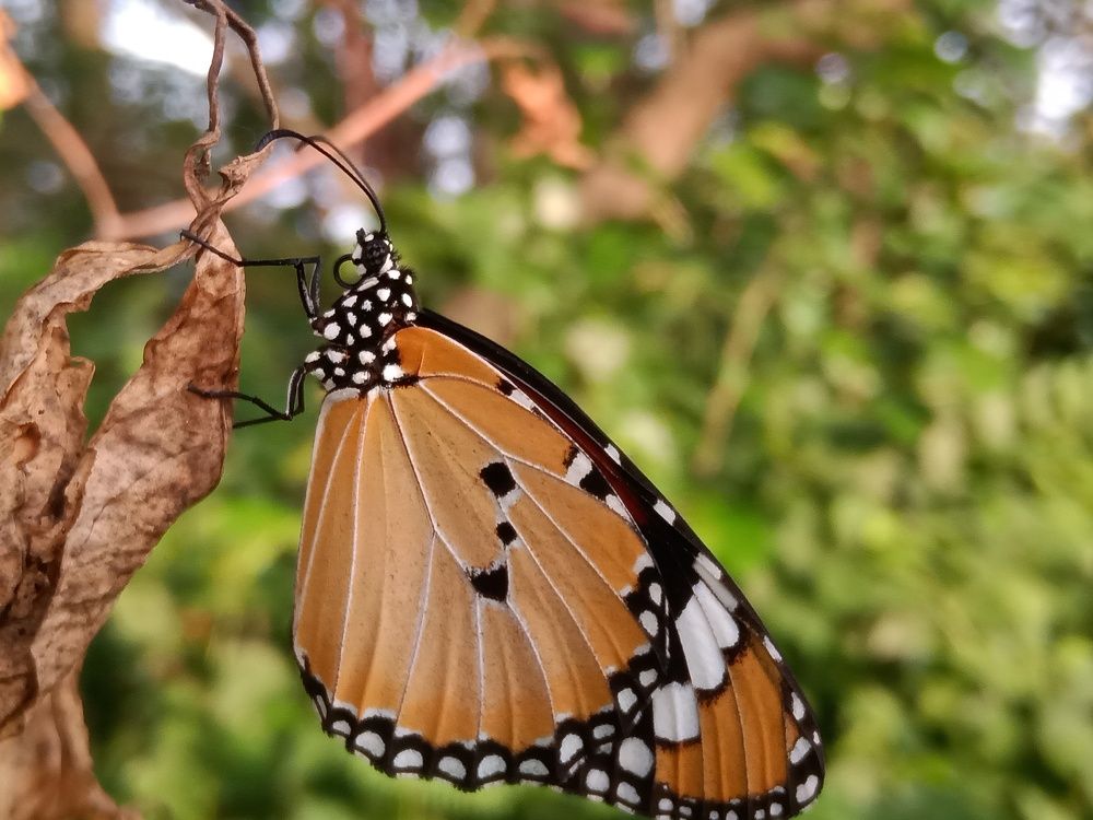 Photograph by Supravat Karmakar