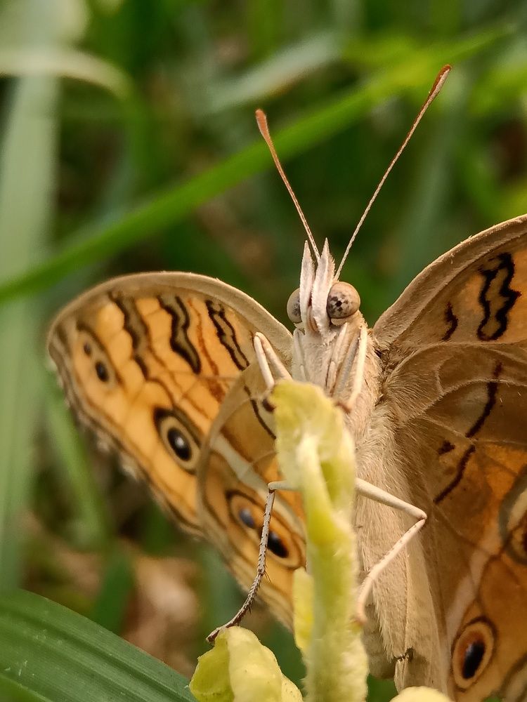 Photograph by Supravat Karmakar