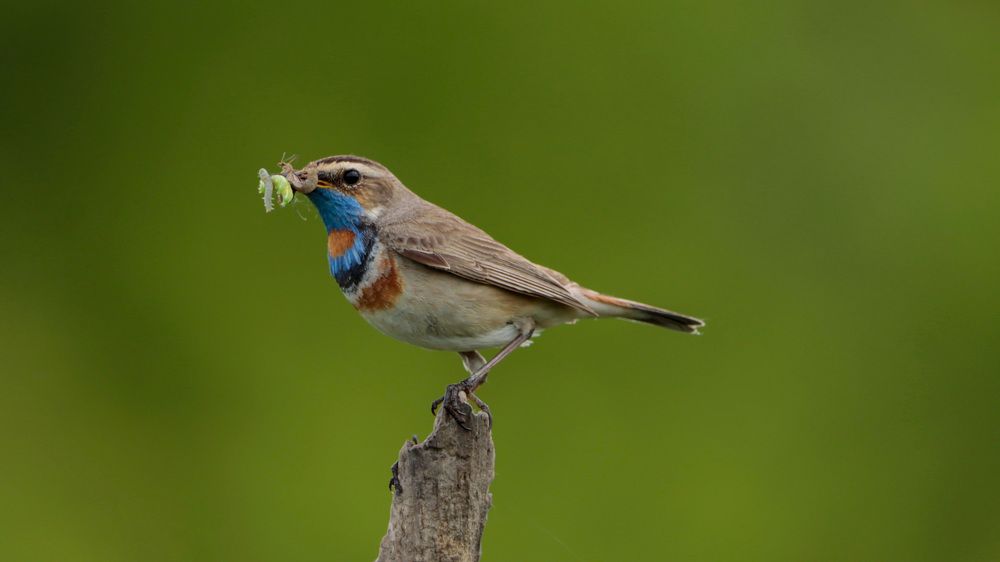 Добытчик ???