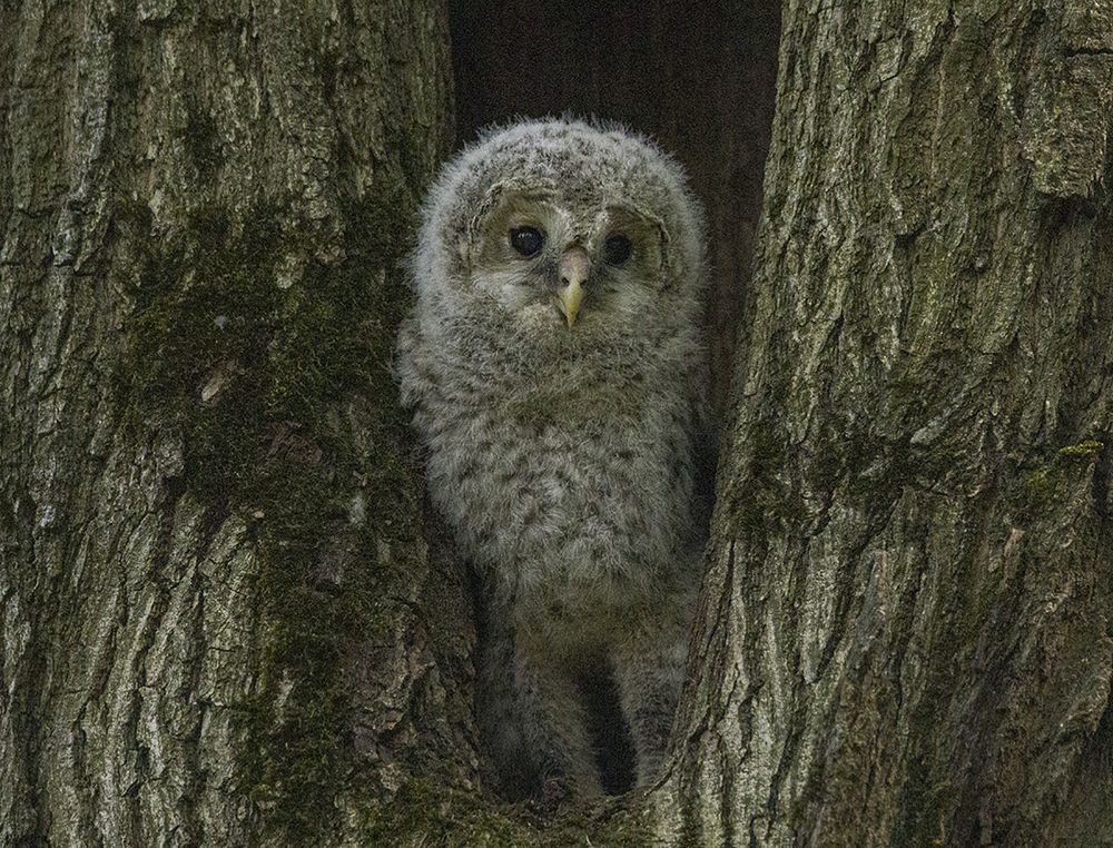 Сын на ножки поднялся