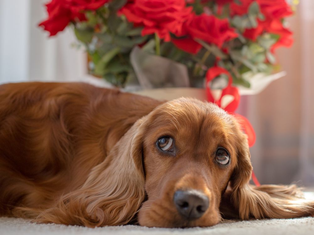 Мечтательница.