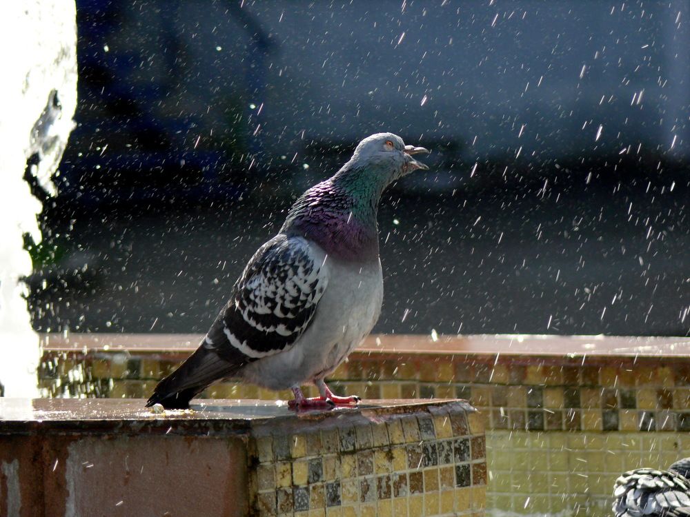 Песня на Бис...