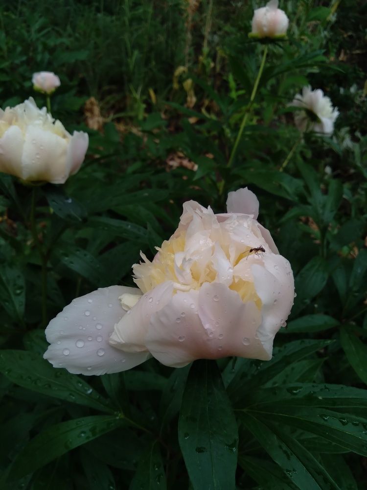 Photograph by Ольга Калинчук