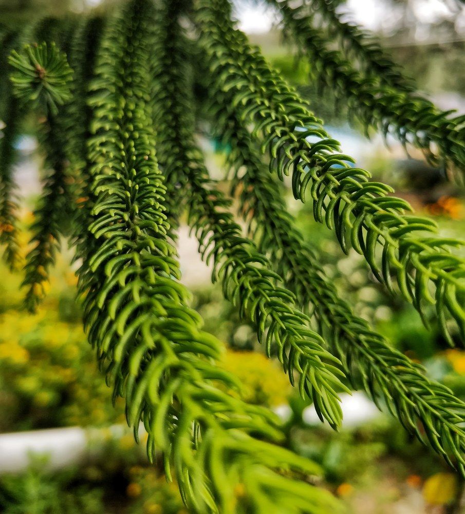 Photograph by Surendran Kalaivani