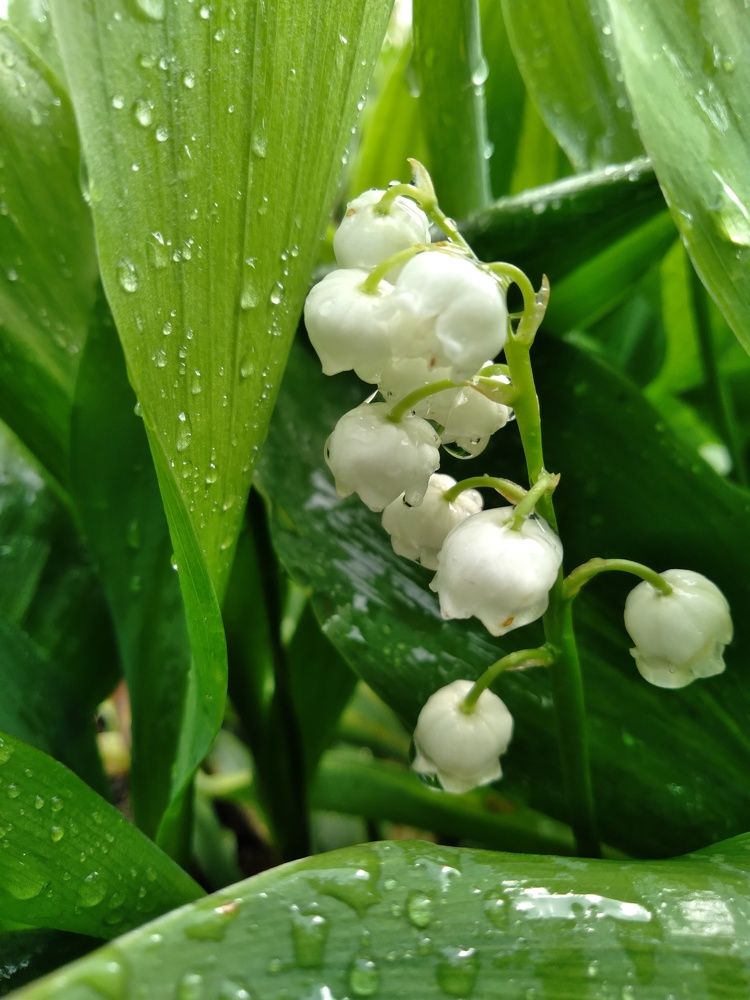 Photograph by Ольга Калинчук