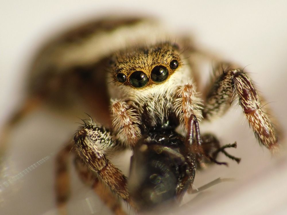 Jumping Spider :Dendryphantes rudis