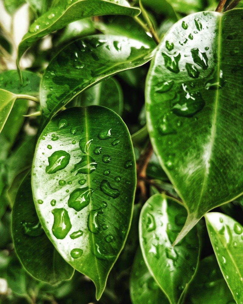 Photograph by Surendran Kalaivani