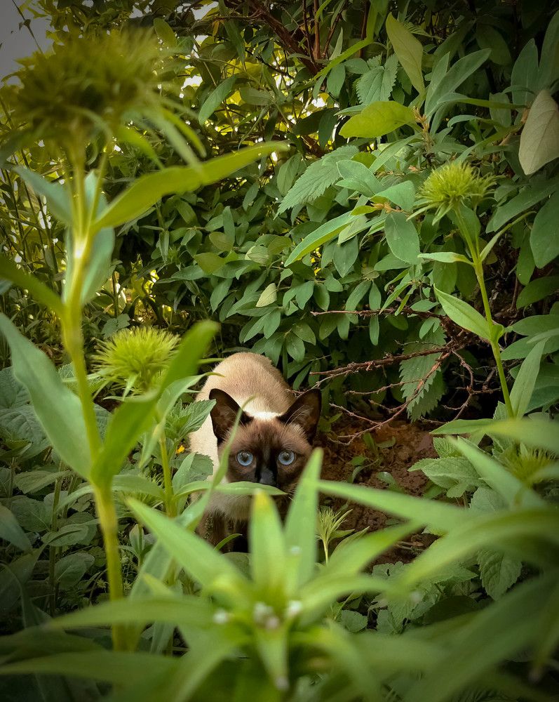 A cat behind the flowers