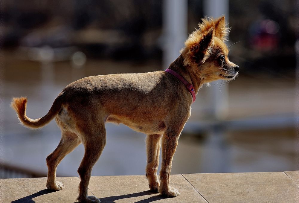 На прогулке ...