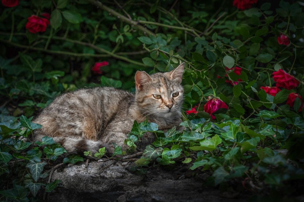 Photograph by Таймураз Гумеров