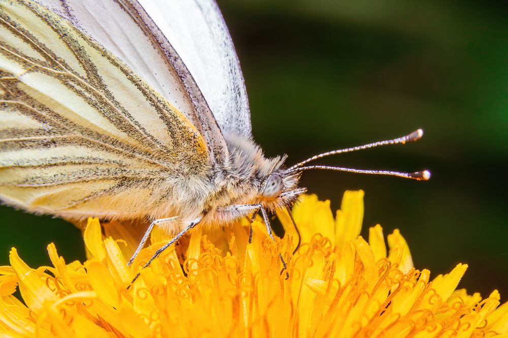 Photograph by Парфентьев Антон