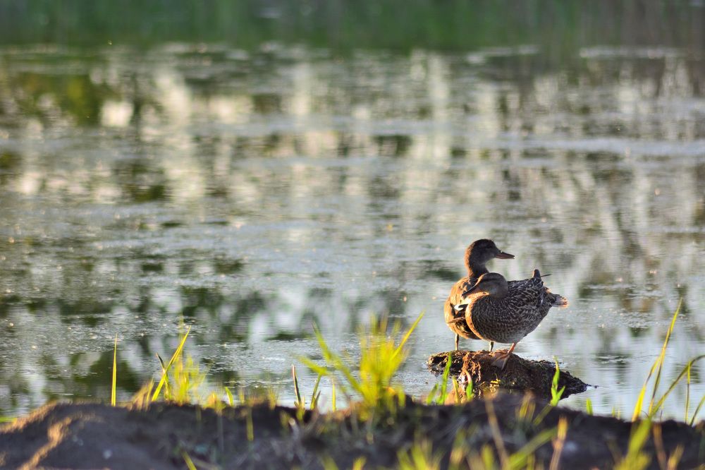 Photograph by Алексей Ильин