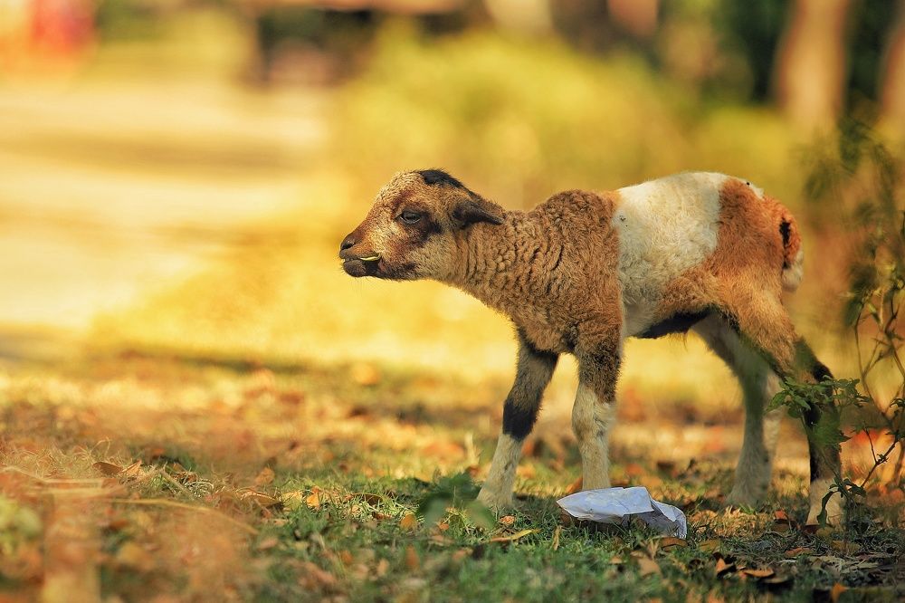 Photograph by kallyan kundu