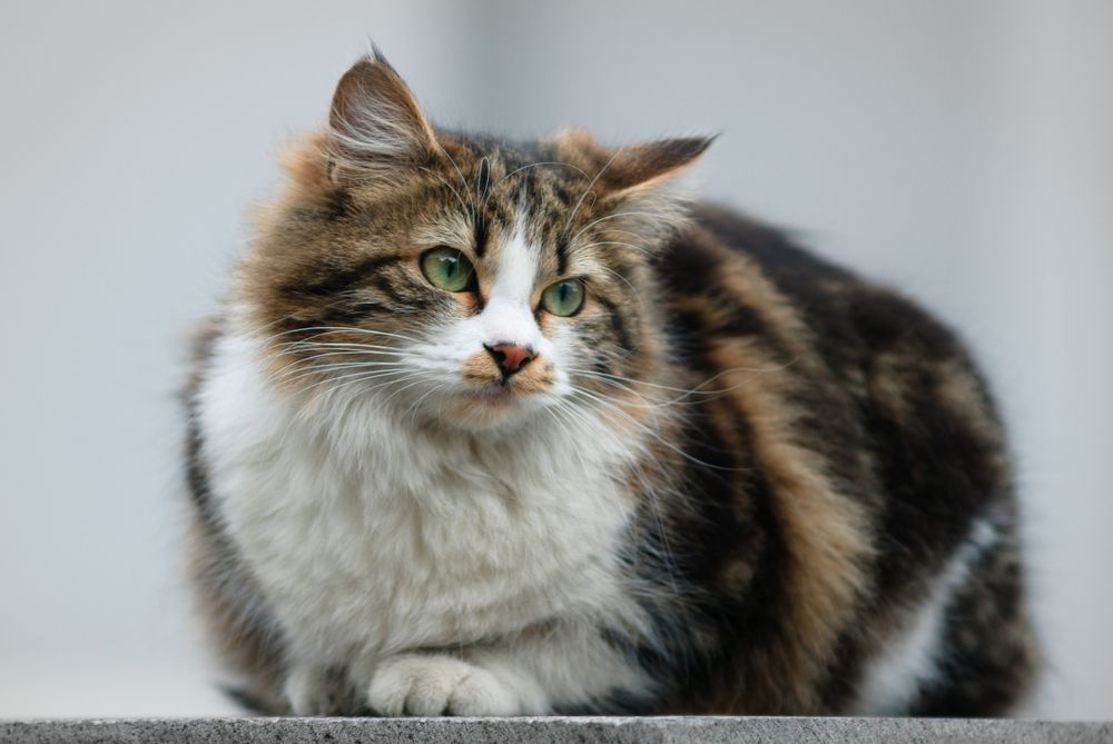 Photograph by Genadi Yakovlev