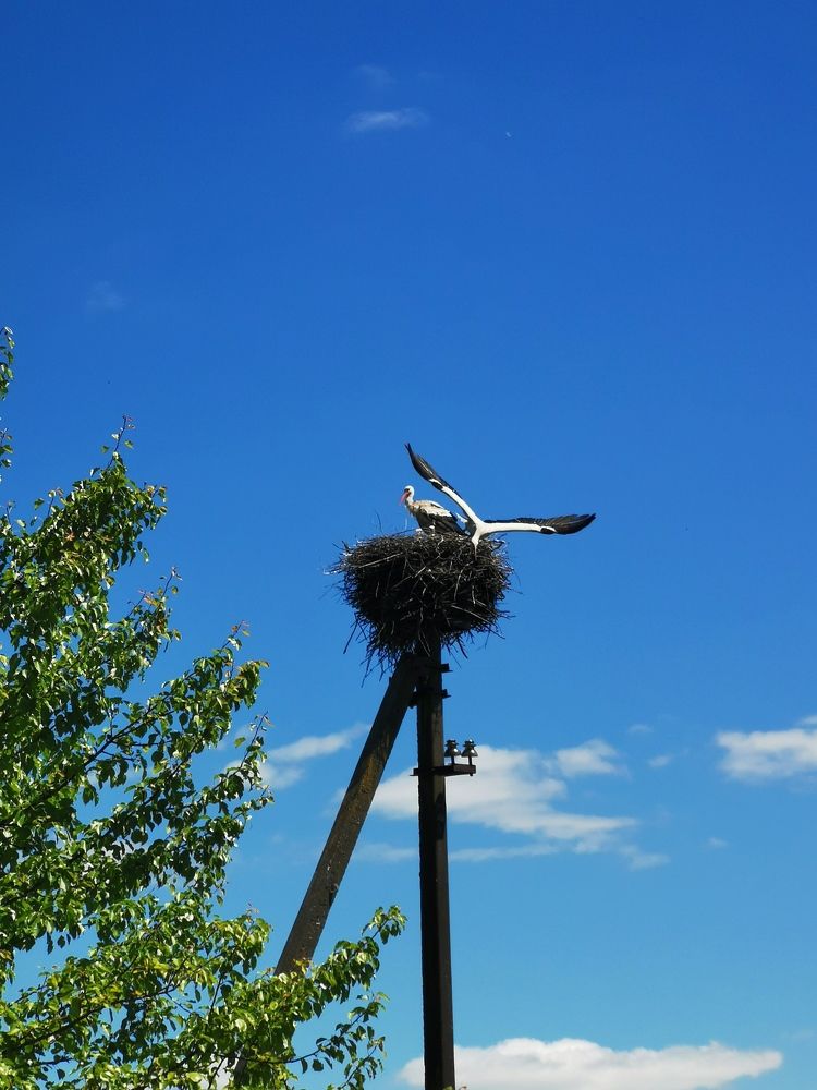 Полетел за добычей