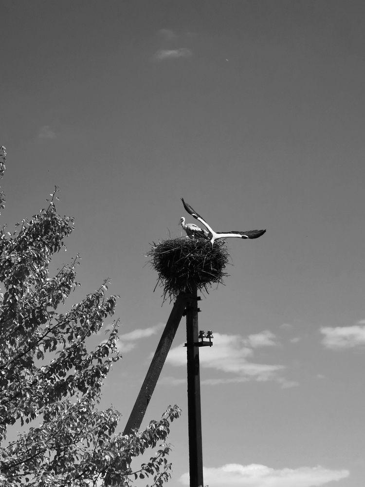 Ушёл за добычей