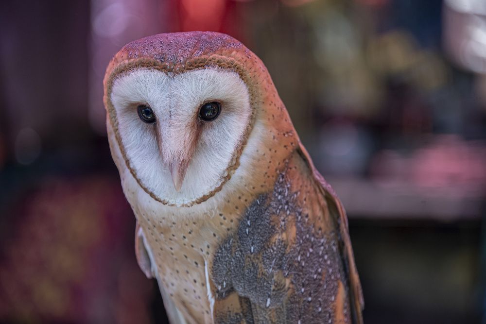 Photograph by Aлена Плясова