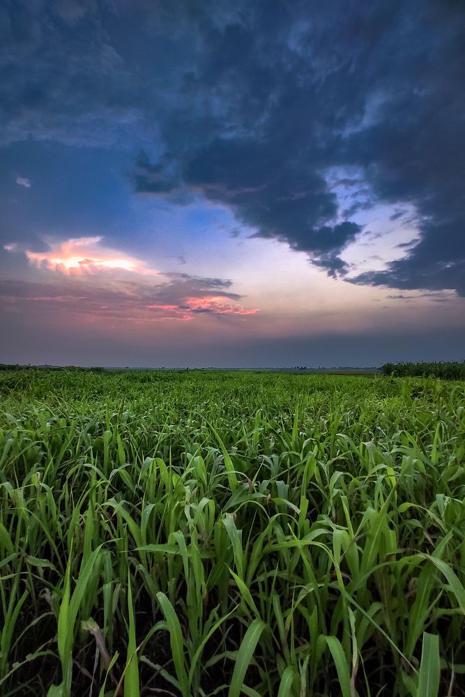 Photograph by Surojit Ghosh