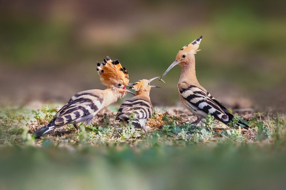 Photograph by Vida Shams