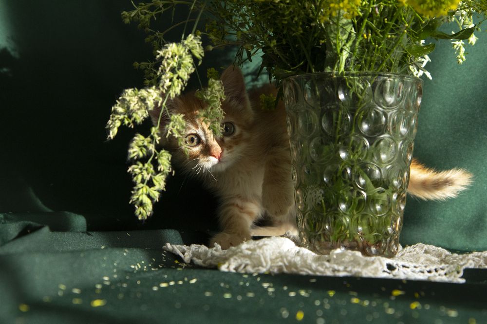 Photograph by Виктория Суркова