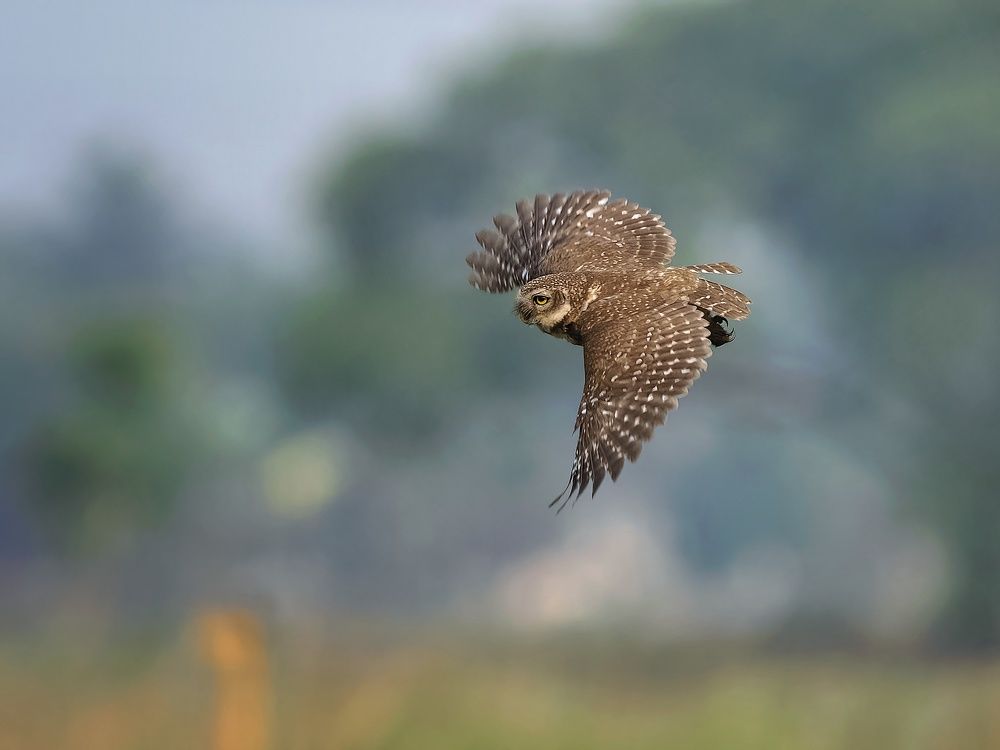 Photograph by Ritam Biswas