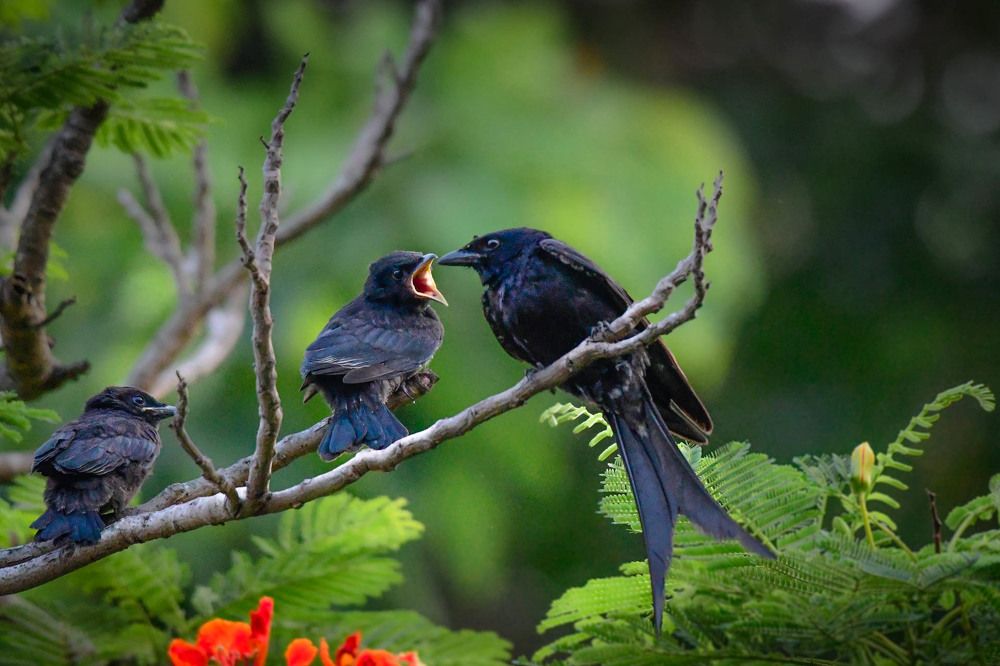 Photograph by Mitali Deb