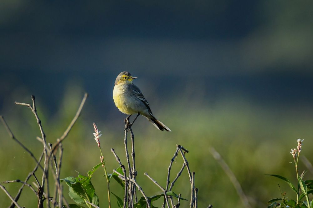 Citrine Wagtail