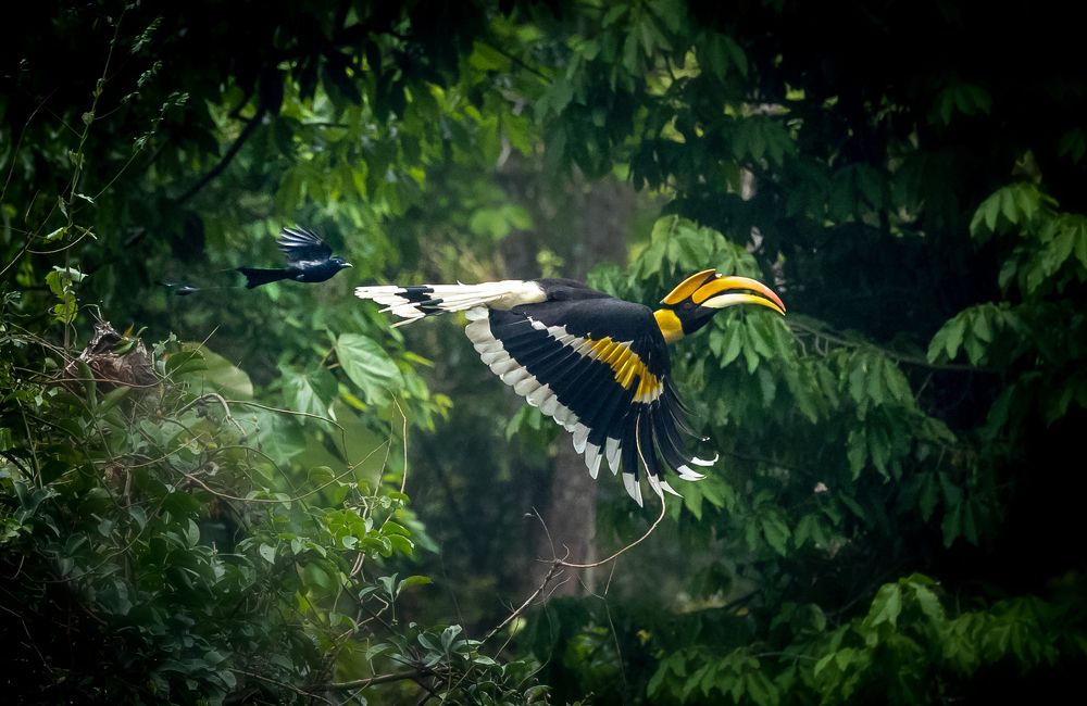 Фотография автора Prithul Das