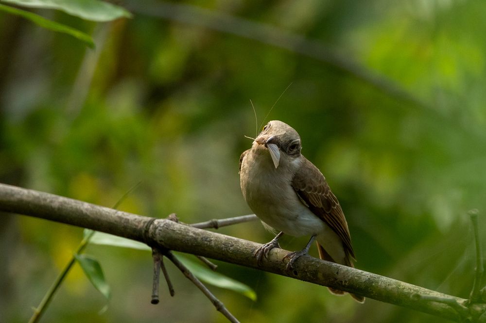 Фотография автора Prithul Das