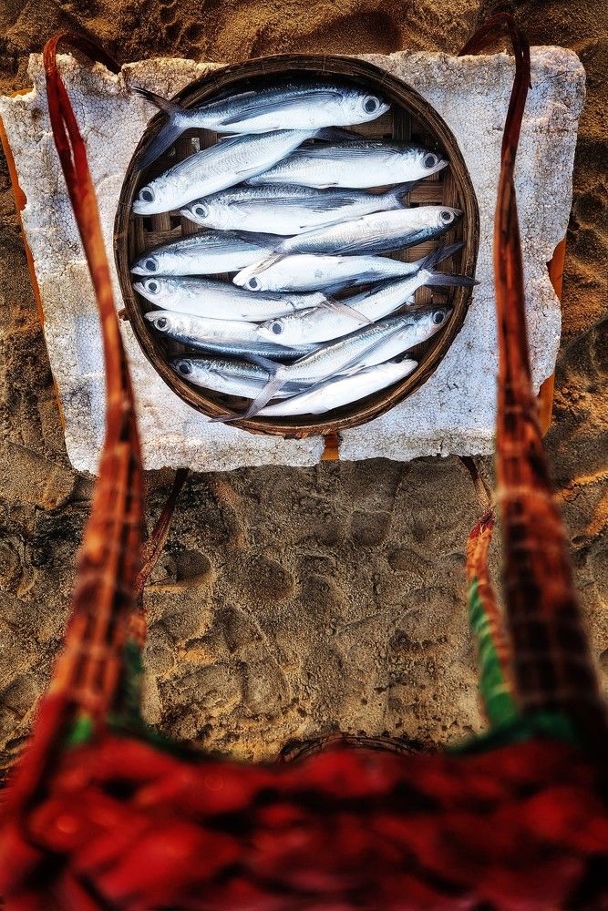 The Nia is full of Fish