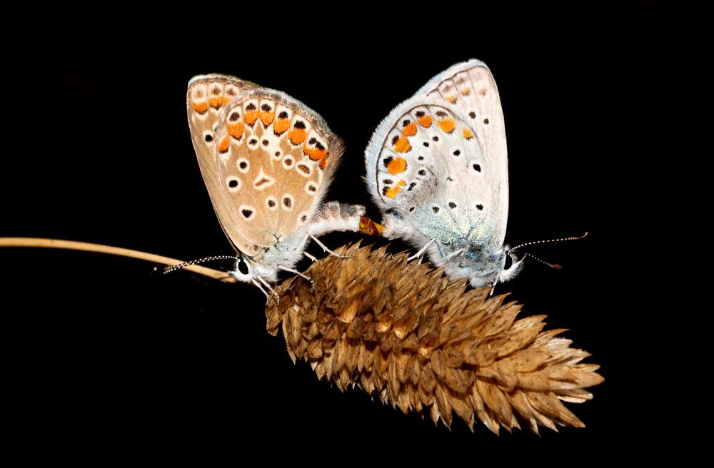 The life of Butterflies