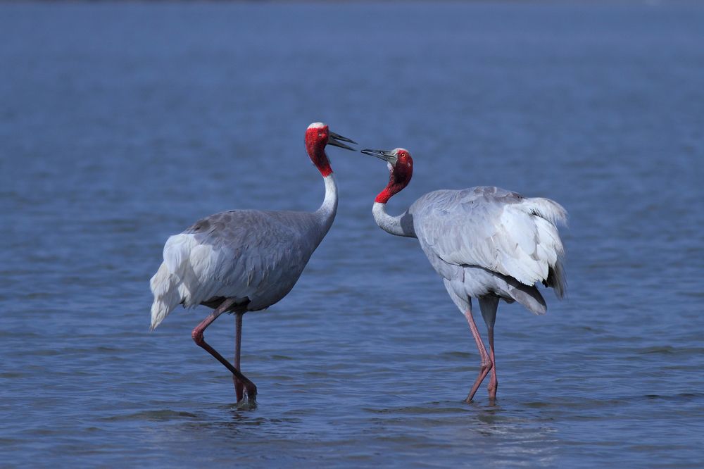 Photograph by Manish Arya