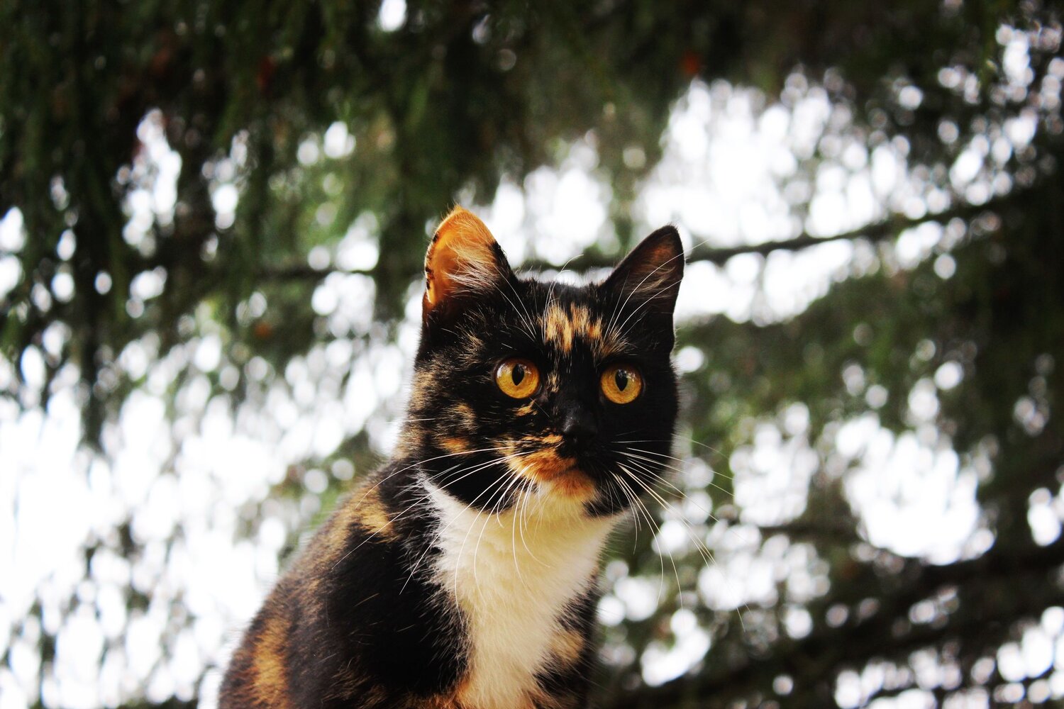 Photo #7651536