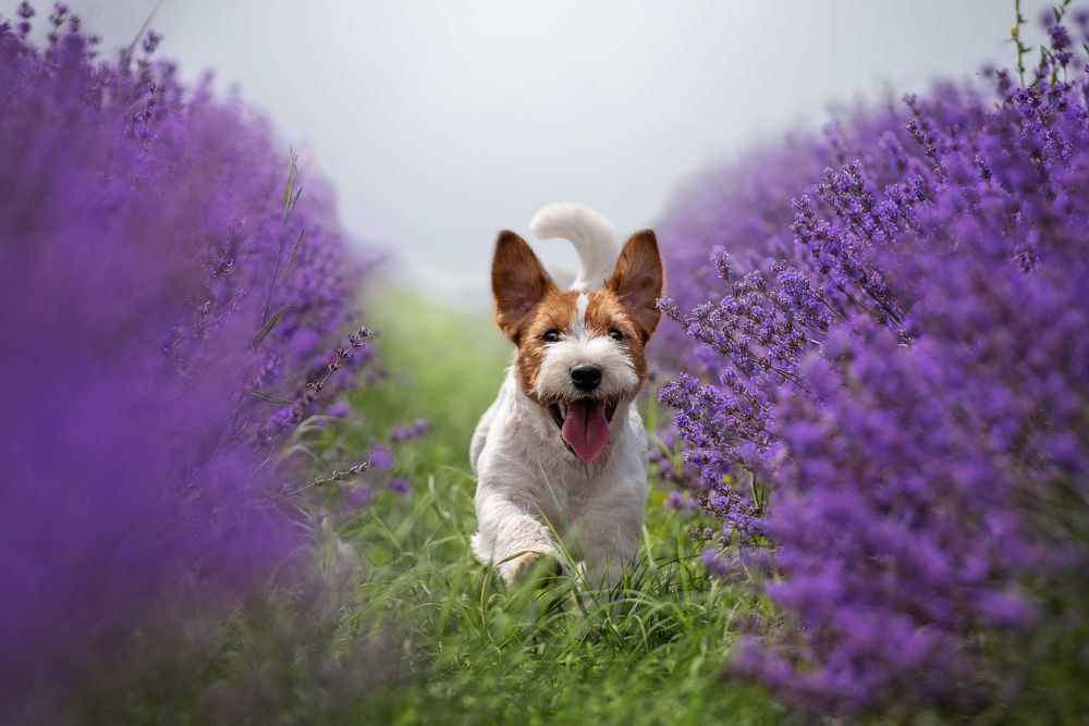 Photograph by Виола Поликарпова