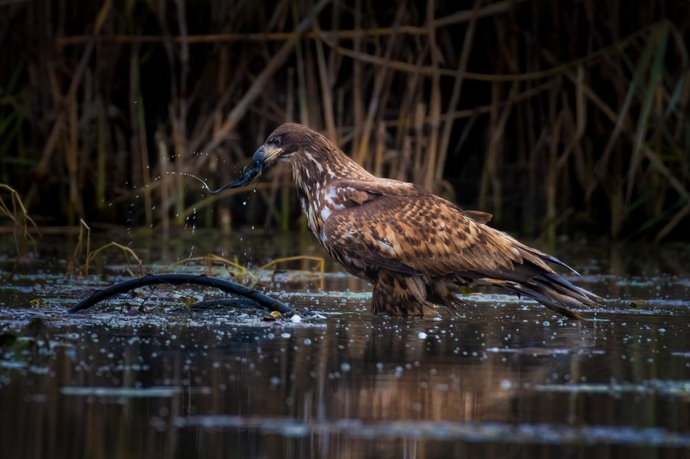 Photograph by Adrian Grigore